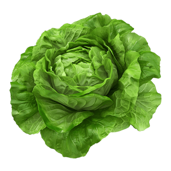3D Rendering of a Green Lettuce on Transparent Background png