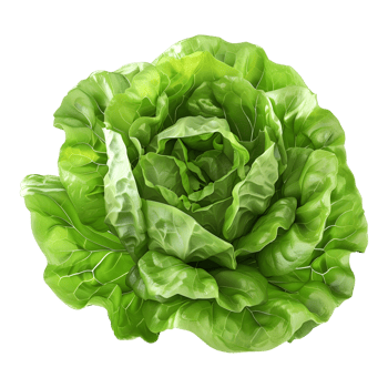 3D Rendering of a Green Lettuce on Transparent Background png