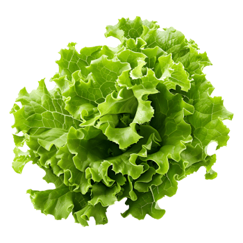 3D Rendering of a Green Lettuce on Transparent Background png