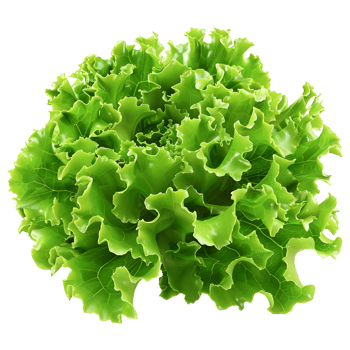 3D Rendering of a Green Lettuce on Transparent Background png