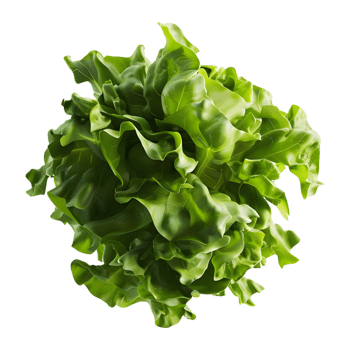 3D Rendering of a Green Lettuce on Transparent Background png