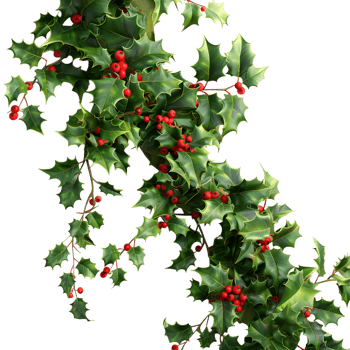 3D Rendering of a Christmas plant holly leaves with berries on Transparent Background png