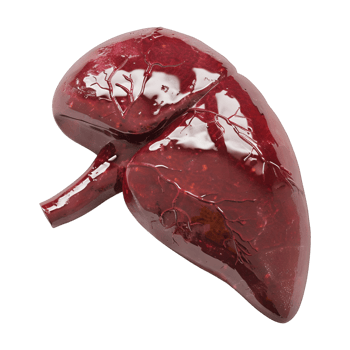 3D Rendering of a Human Liver Organ Transparent Background png