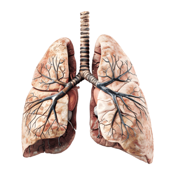 3D Rendering of a Human Lungs Organ Transparent Background png