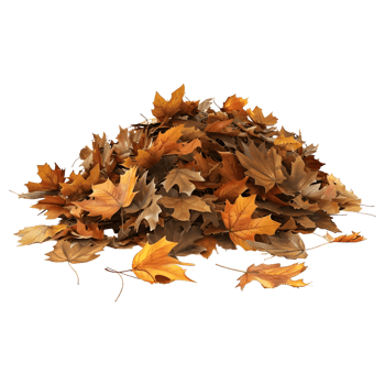 3D Rendering of a Autumn Leaves Transparent Background png
