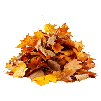 3D Rendering of a Autumn Leaves Transparent Background png