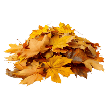 3D Rendering of a Autumn Leaves Transparent Background png