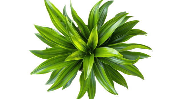 Cordyline Fruticosa on the transparent background, Format png