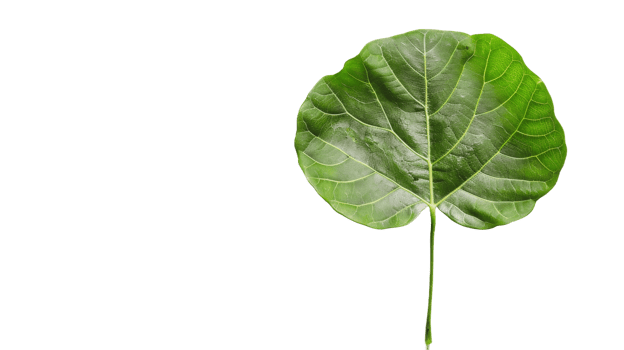 Aerial View of Pando on the transparent background, Format png