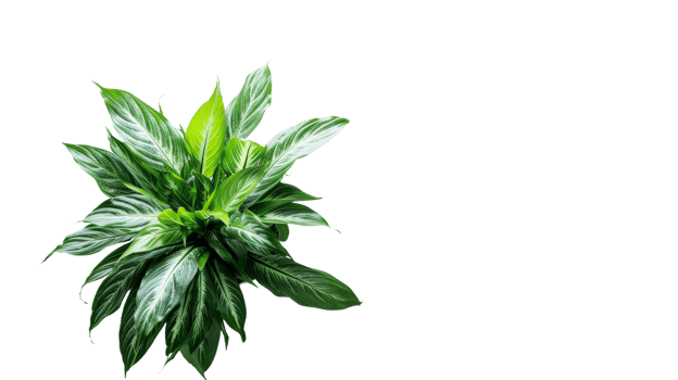 Top View of Potted Peace Lily on the transparent background, Format png