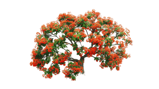 Vibrant Flamboyant Tree on the transparent background, Format png