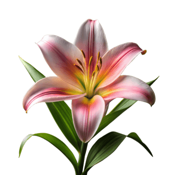 Close-Up View of a Blooming Pink and White Lily Against a Transparent Background png