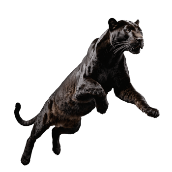 black panther running and jumping isolated transparent photo png