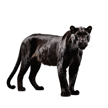 black panther standing isolated transparent photo png