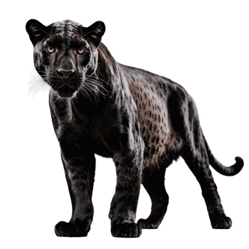 black panther standing isolated transparent photo png