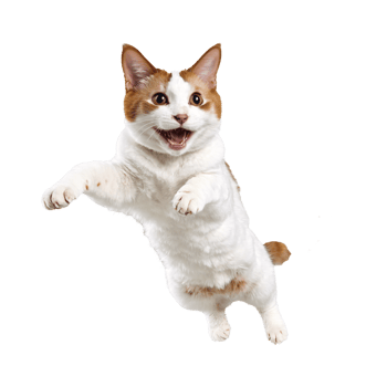 japanese bobtail cat running and jumping isolated transparent photo png
