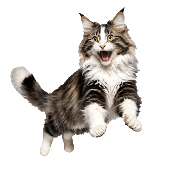 norwegian forest cat running and jumping isolated transparent photo png