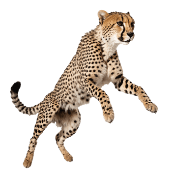 cheetah running and jumping isolated transparent photo png