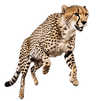 cheetah running and jumping isolated transparent photo png
