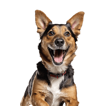 brauner hund dog portrait isolated transparent png