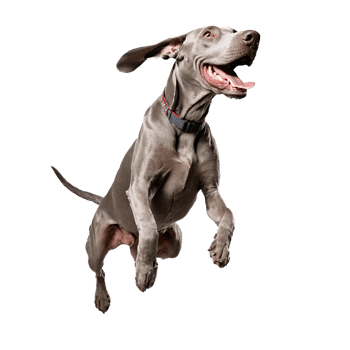 happy weimaraner dog jumping and running isolated transparent png