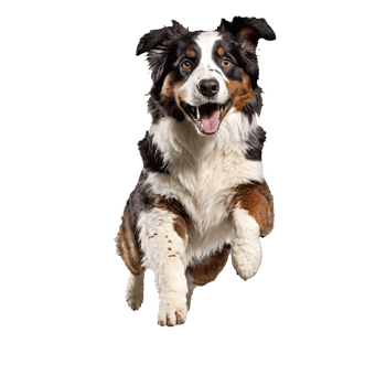 australian shepherd dog running and jumping isolated transparent png