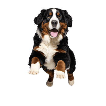 bernese dog jumping and running isolated transparent png
