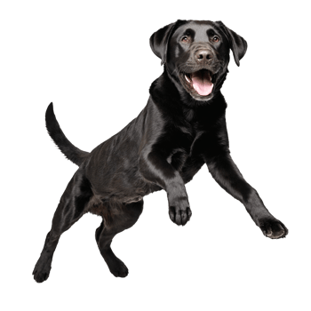 black labrador retreiver dog jumping and running isolated transparent png