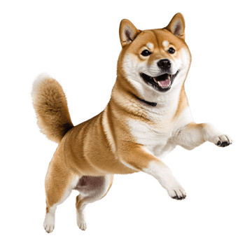 happy shiba inu dog jumping and running isolated transparent png