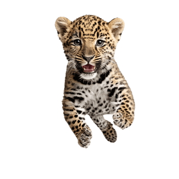 baby leopard running and jumping isolated transparent photo png