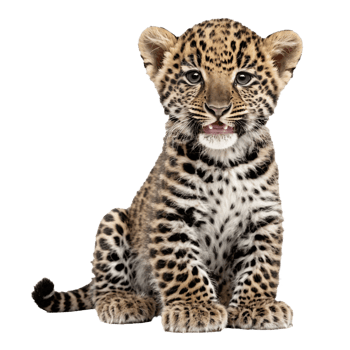 baby leopard sitting isolated transparent photo png