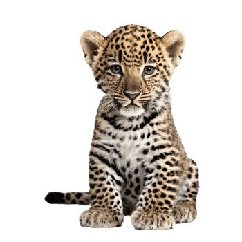 baby leopard sitting isolated transparent photo png
