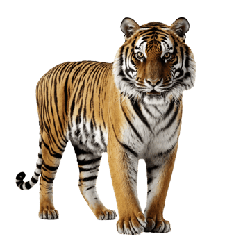 tiger standing isolated transparent photo png