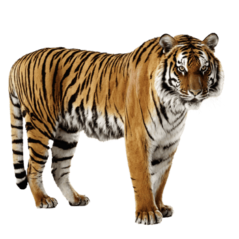 tiger standing isolated transparent photo png