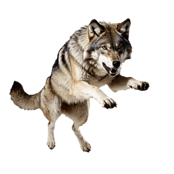wolf jumping and running isolated transparent png