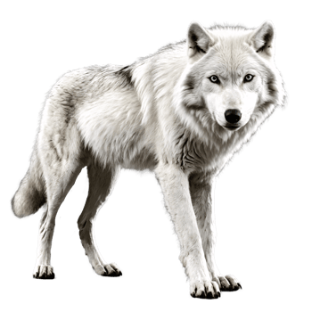 white wolf standing isolated transparent png