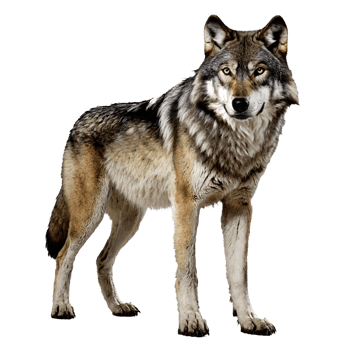 wolf standing isolated transparent png
