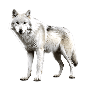 white wolf standing isolated transparent png