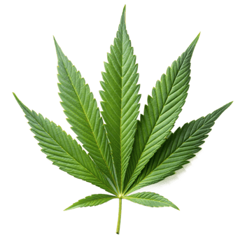 A single, vibrant green cannabis leaf png