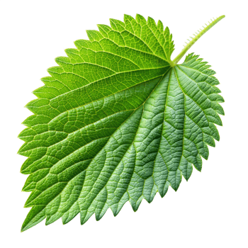 A single, detailed green leaf with a clear, intricate vein pattern png