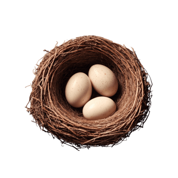 Bird Nest and egg Isolated on transparent background png