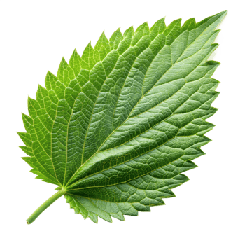 Detailed green leaf with intricate veins, isolated on transparent png