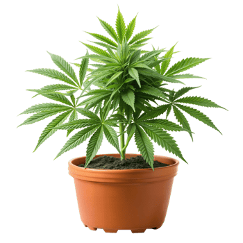 Vibrant green cannabis plant in a brown pot png
