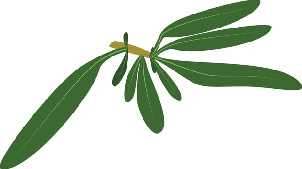 thyme illustration isolated in cartoon style. Herbs and Species Series vector