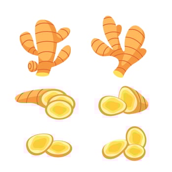 Set fresh Ginger root. Vegan food on white background vector