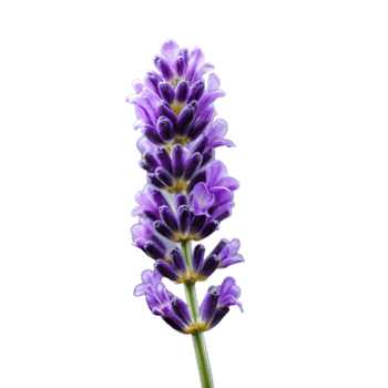 Vibrant Lavender Salvia Flower Isolated on Transparent Background png