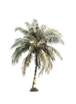 Palm Tree on transparent Background. Generative by AI png