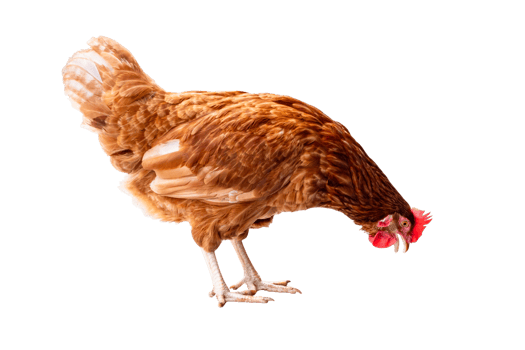 Chicken, Full body of brown chicken hen standing isolated transparent background, Laying hens farmers concept, File png