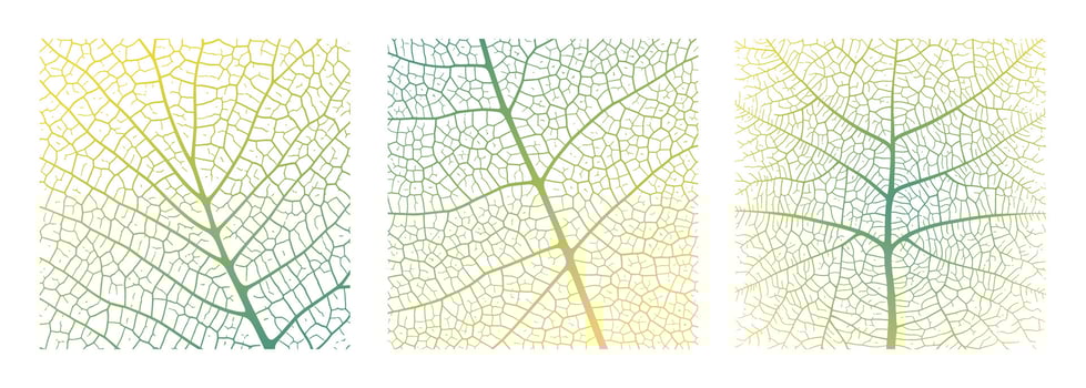 Leaf vein texture abstract background with close up plant leaf cells ornament texture pattern. vector
