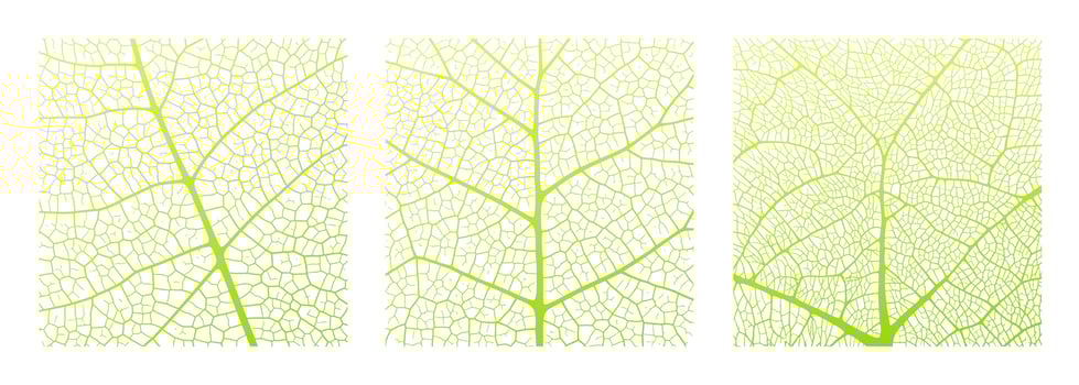 Leaf vein texture abstract background with close up plant leaf cells ornament texture pattern. vector